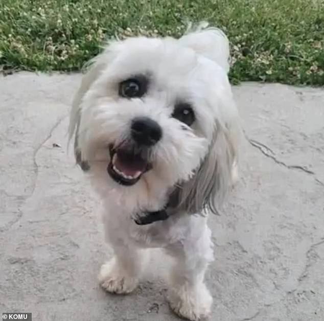 On Sunday, Woodson was reportedly called to the scene to help the dog after it got lost. After trying to catch Teddy, the officer opened fire on the disabled pup.