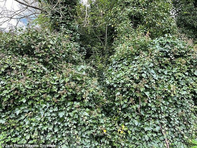 Outside derelict house in Staffordshire which is almost completely covered by bushes