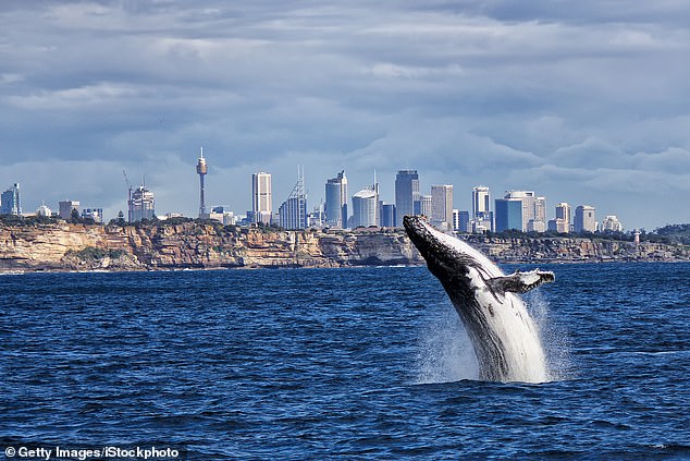 The blonde radio host had an eye-opening moment on Thursday when she finally spotted a whale while admiring the view from her home in the eastern suburbs.