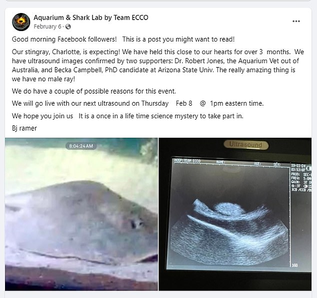 The team said they thought it might be cancer, but after doing ultrasounds, they realized she was pregnant with several puppies and announced the news in a Facebook post in February.