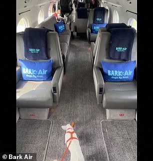 They announced the launch of the dog-centric plane experience in April as a way to 'revolutionize flying for dogs'