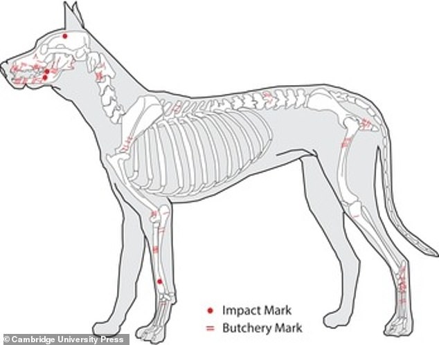 Archaeologists found 181 canine bones belonging to 16 dogs, and said at least six had been eaten by English settlers between 1609 and 1617.