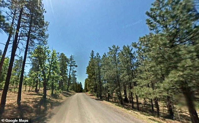 His mother, Carol Hawkins, said the family has been vacationing at the cabin off Blue River Road for years and never thought something like this could happen. (Pictured: Apache National Forest in Arizona where the bear attack occurred)