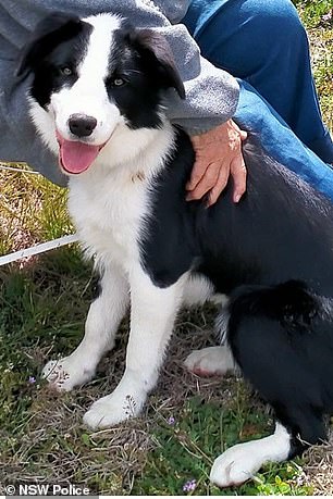 Police have since found Sophie the Border Collie.