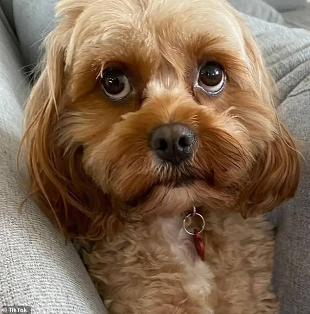 Luna (pictured) had been taken to the groomer for a few hours, when the dog managed to get out of the pen she had been placed in, before she managed to leave the business through the front door.