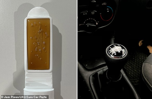 Experts tested bacteria levels in each of the three vehicles: a 2007 Audi A3, a 2011 Mini Hatchback and a 2010 Nissan Qashqai. But they did not reveal whether they were purchased secondhand or whether they had housed children and animals. In the photo, the plate inoculated a week after a swab of the gear lever