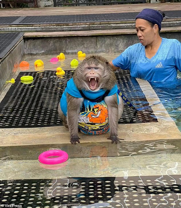 Manop and his family were eventually allowed to visit Godzilla and interact with him in the pool.