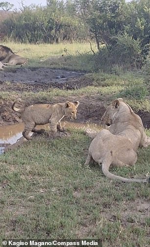 This is the funny moment a lioness pushed her annoying cub back into the river