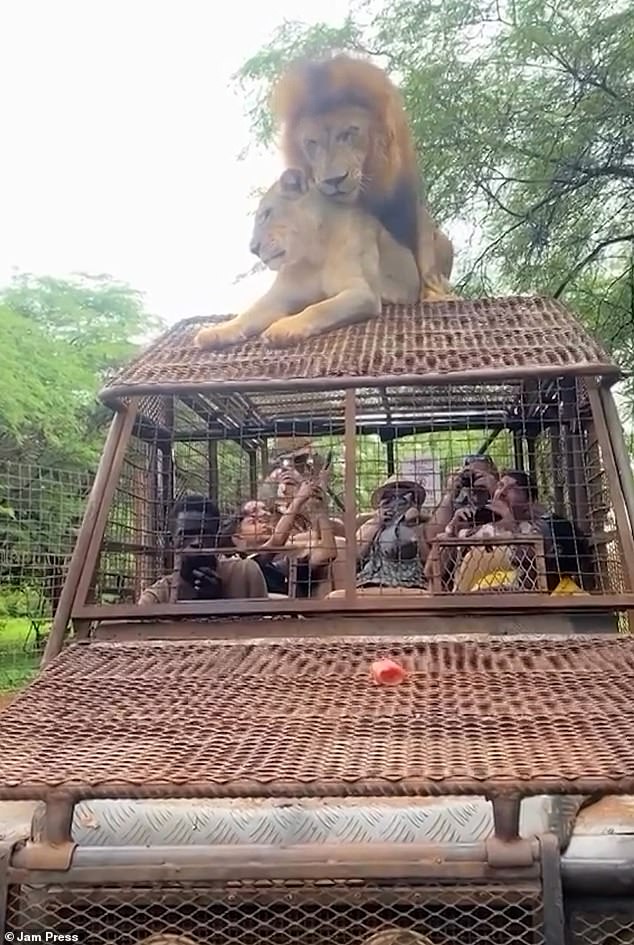 Footage shows the snarling lion mounting the lioness as the group of tourists watches, some covering their eyes while others whip out their phones to film the mating action happening overhead.