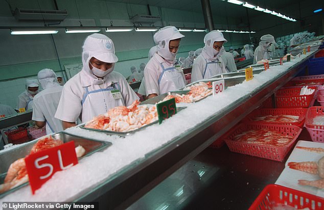 Workers at the Thai Union frozen food processing plant on the outskirts of Bangkok clean and prepare fresh cooked shrimp