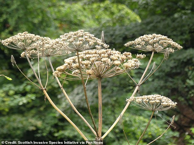 Giant hogweed is a dangerous invasive plant that can cause severe burns, scarring and hospitalization (file image)