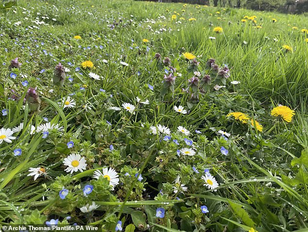 You should not use this method everywhere in your garden, just on the patio or driveway, as it could kill your favorite plant and other parts of your garden (stock image)