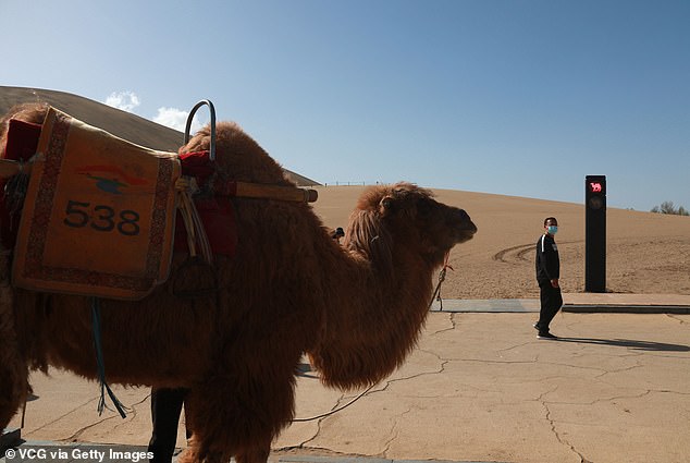 The signs serve the same purpose as regular traffic lights. They show the traditional green pedestrian symbols on one side, but an image of a two-humped camel on the other.