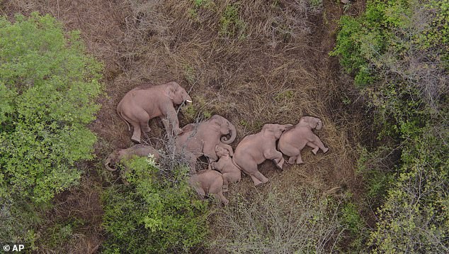 In 2021, a herd of elephants made famous in China stopped for a well-deserved rest after traveling 300 miles across the country. Like Indian elephants, they were also seen sleeping in a circle around their young, curled up against each other in the tall grass.