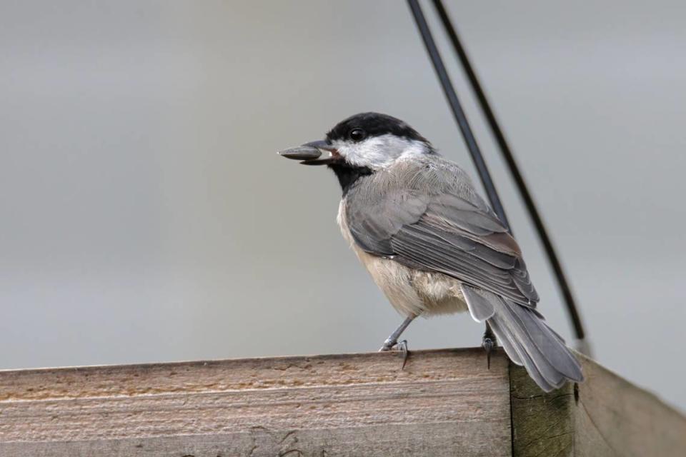 A Carolina chickadee holding a seed, photographed by Mel Green of the New Hope Birding Alliance (formerly the New Hope Audubon Society) on August 27, 2022.