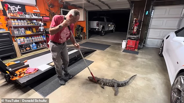 In June, a Louisiana couple found a five-foot-long alligator in their bedroom after it snuck into their home through a doggy door.  (pictured: the owner catching the alligator)