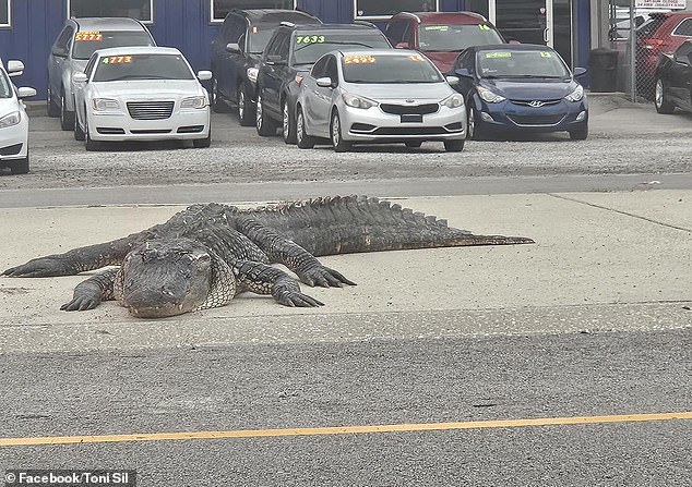 A huge dead alligator in a median in the middle of a Louisiana highway caused a multi-vehicle car crash Monday morning.