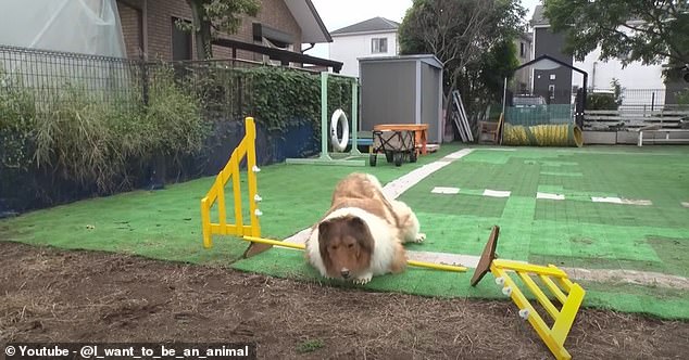 Toco first attempts to jump over a yellow steel fence, which is about 40cm high, before crashing into the support post.