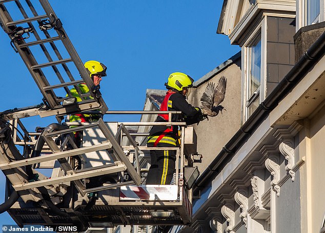 The charity was called to rescue a baby seagull from a roof it had become trapped on, saving it alongside firefighters and police who were forced to close the street in Plymouth, Devon.