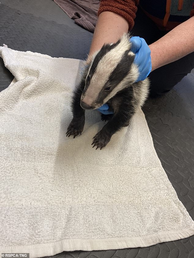 The badger was found hiding behind rocks on Porthlysgi beach before being taken to an RSPCA base to be assessed.