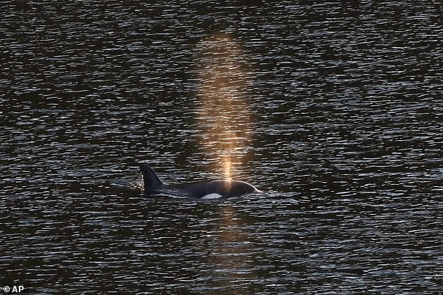The baby orca, Kwiisahi?is, which means brave little hunter, escaped from the Canadian lagoon (pictured) where it has been stranded since March 23.