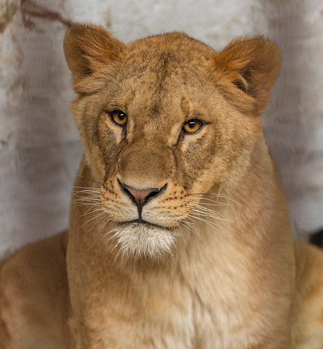 British conservationists have launched an urgent appeal to rescue five traumatized lions from Ukraine.