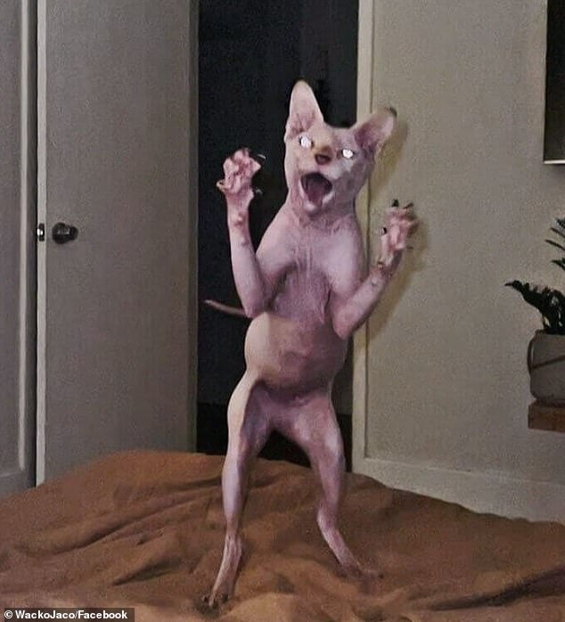 Human beings are a species of animal lovers and all over the world people enrich their lives with pets to love and care for.  But sometimes, their strange behavior can scare us.  The American owners of this Sphynx cat posted a photo of her on Facebook and said they were 