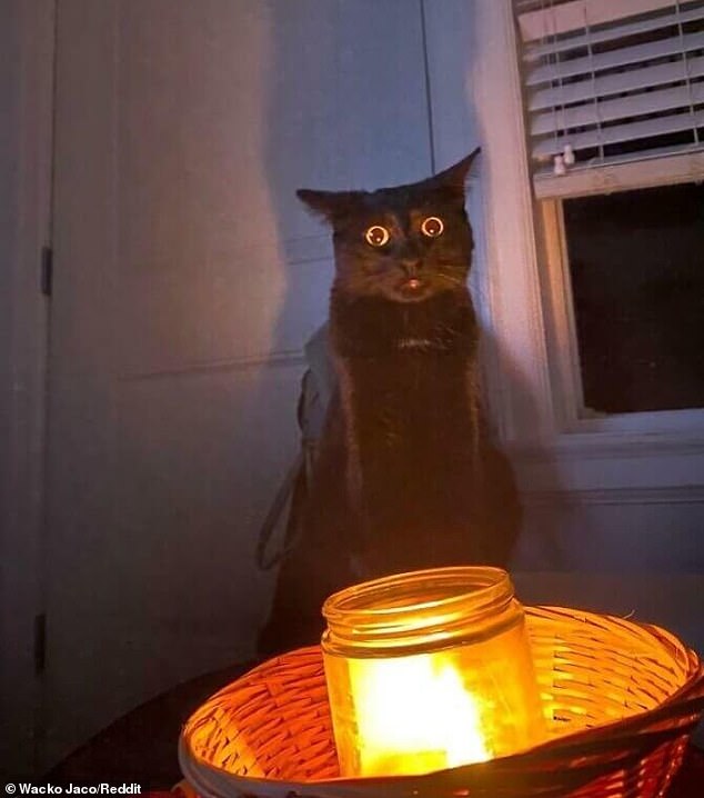 This cat's owner found his feline standing next to a lit candle in a scene that looked like a spell of some kind, and the cat seemed very surprised to have been interrupted.
