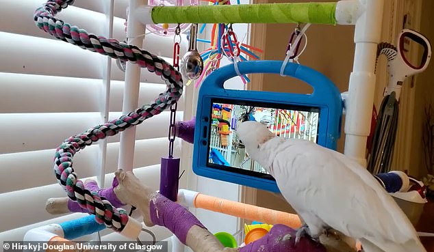 Pet parrots given the option to video call each other or watch pre-recorded videos of other birds will jump at the chance to chat live, new research shows