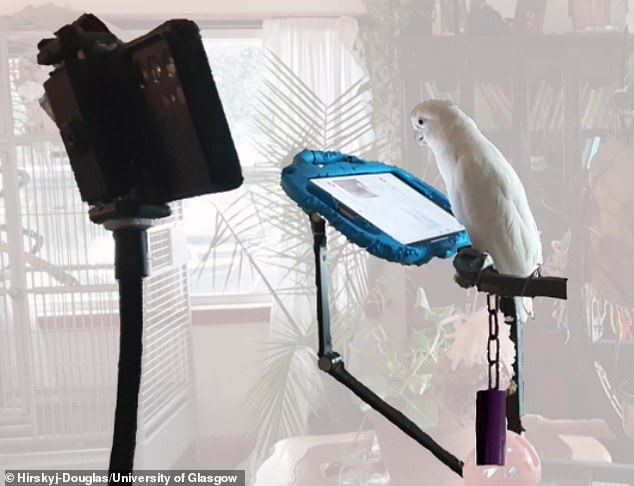Experimental setup: A (trained) parrot is shown in its home environment with the recording device, tablet, stand, and bell it used to indicate that it wants a video call.