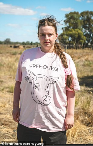 The pig known as Sow No. 8416 now has her own 'Free Olivia' t-shirt (above) and a petition on change.org to free her