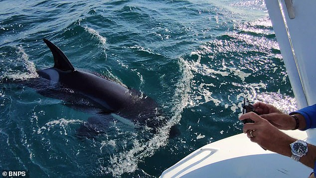 Researchers believe the trend began when an adolescent whale slammed its nose into a rudder in front of its peers. In the photo: An orca attacking Dieter Peschkes' yacht off the Iberian Peninsula in 2021