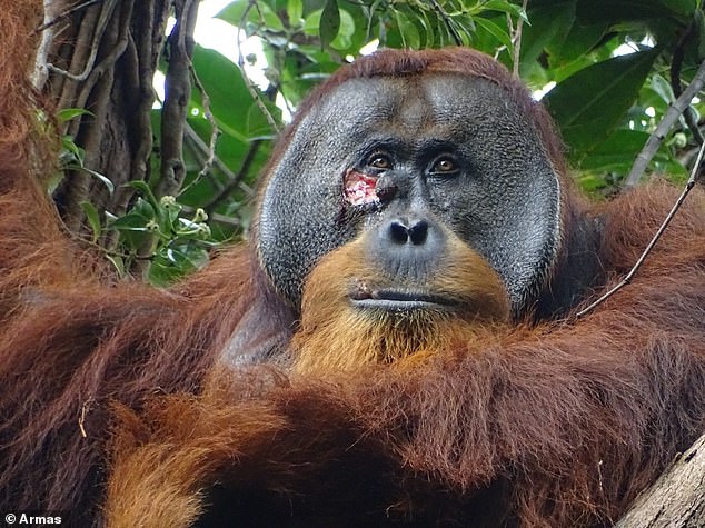 Researchers saw a male orangutan named Rakus with a wound on his face on June 22, 2022. Two days later, he chewed leaves and spread the paste on the wound.
