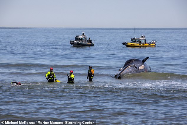 The whale has been identified as a 44-foot mature female. It is unclear at this time if the ship struck the whale or if the whale had already died.