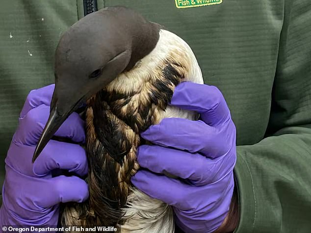 Tar can tangle and separate birds' feathers, making it difficult for them to fly and removing the protective layer against water that helps birds stay buoyant. Pictured: A common guillemot that was rescued and taken to a rehabilitation center in Oregon.