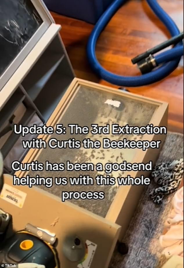 Curtis found the queen bee during the first extraction along with more than 20,000 bees that have since been placed in a new hive at a sanctuary.