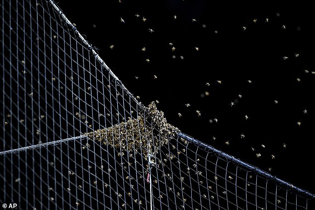 The swarm of bees landed behind home plate in the net to catch foul balls in Phoenix