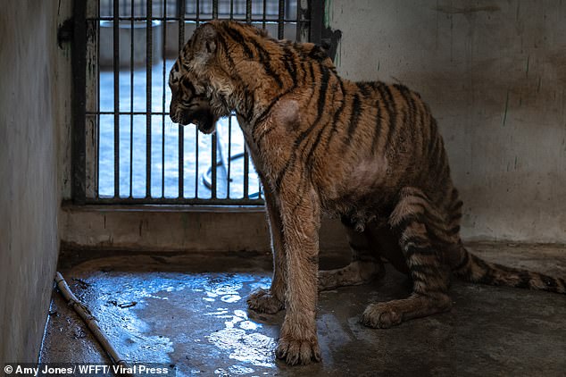 Emaciated tigress Salamas was found struggling to stand or walk after losing so much weight inside a cage in a run-down facility in Mukdahan, northern Thailand, in December.