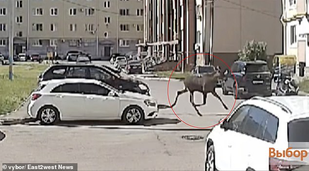 The moose ran amok through the city of 156,000 for days before being hit and killed.