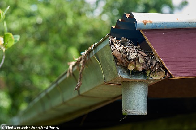 Trees were a hot topic and someone said to always look at and evaluate the canopy growing over the roof: 'Trees taller than the house are great for shade, but TERRIBLE for gutter maintenance.