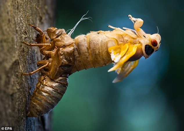One thing that makes the cicada so interesting is its ability to harden its exoskeletons, which takes about five days, shedding its old exterior so it can begin to fly.