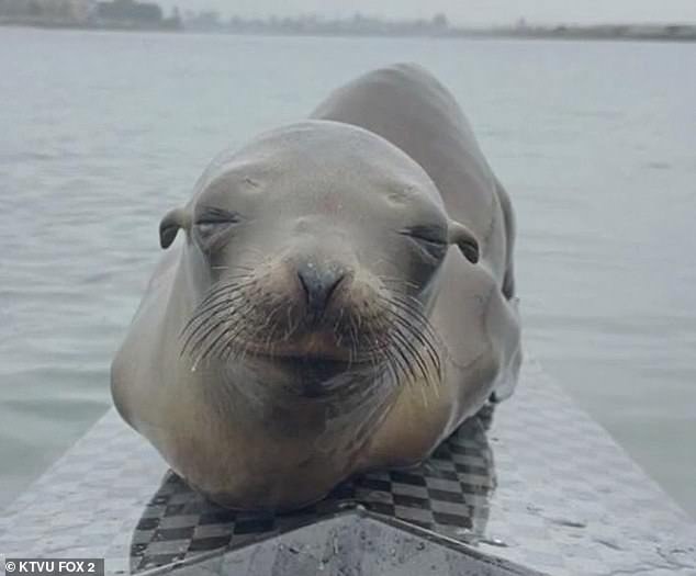 Experts revealed that the young sea lion did it for a heartbreaking reason: he was severely malnourished.