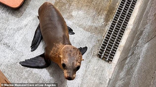 The sea lion pup is likely between nine and 11 months old. He is about the same size as he was at birth.