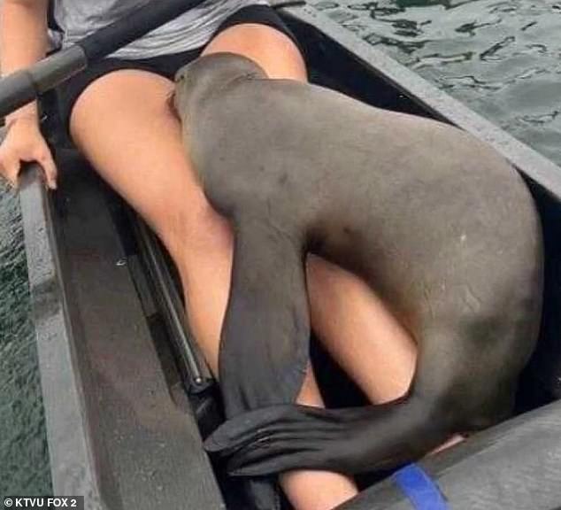 The sea lion nuzzled Hibbard's legs, where he soon fell asleep.