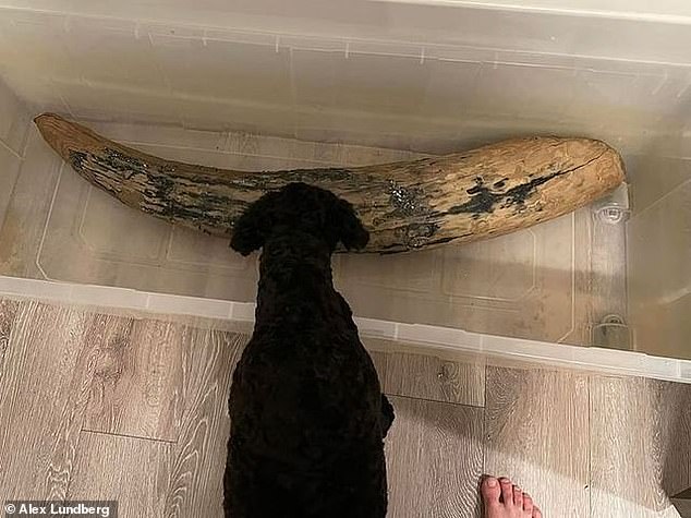 Mastodon fossils are typically found in well-preserved deposits from the Pliocene age, from 5.4 to 2.4 million years ago, and from the later Pleistocene, which lasted from 2.5 to 11,000 years ago. In the photo: Lundberg's dog hovers over the mastodon tusk