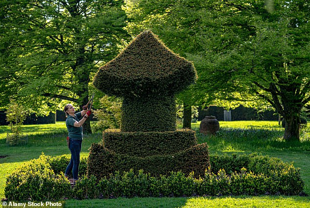 A gardener tends to a stunning topiary bush last month, ahead of World Topiary Day