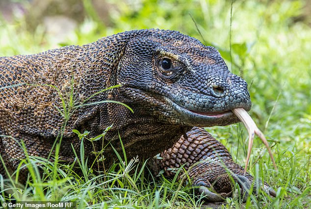 Nile monitors are olive green to black and have cream or yellow stripes on the jaw and head.