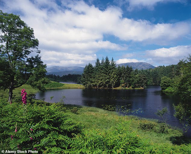 The sheep's remains were discovered by Cumbria resident Sharon Larkin-Snowden at an undisclosed location in the highlands in October (file image)