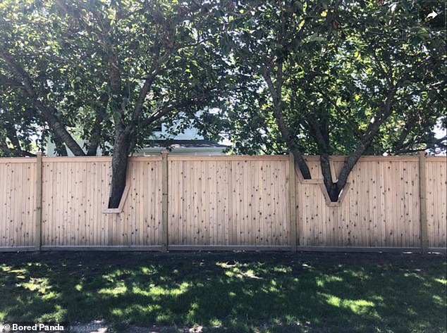 One person found that the solution to blocking trees was to simply build around them, as this fence shows.