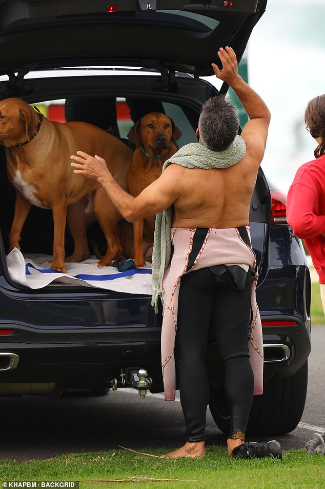 He then helped his two Rhodesian Ridgeback dogs into the back of the car and placed a white tarp to protect the interior of the vehicle.